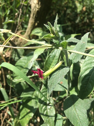 Cuphea nitidula (Cuphea nitidula)