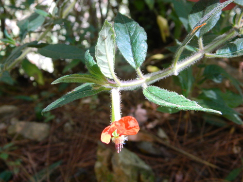 Cuphea nudicostata (Cuphea nudicostata)