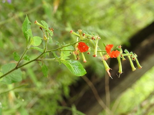Cuphea nudicostata (Cuphea nudicostata)