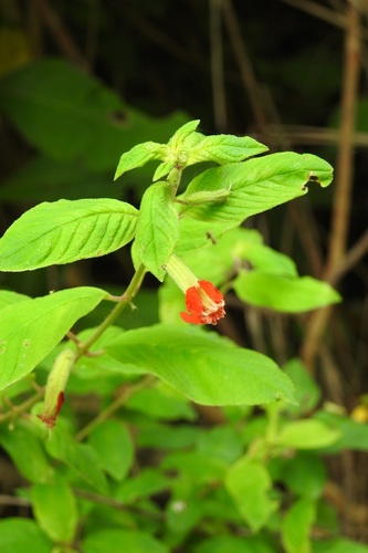 Cuphea nudicostata (Cuphea nudicostata)
