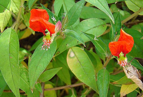 Cuphea nudicostata: Better known as C. nudicostata. Native to southern Mexico and Guatemala. UC Berkeley Botancial Gardens. In context at www.dixpix.ca/meso_america/Flora/evenprim/