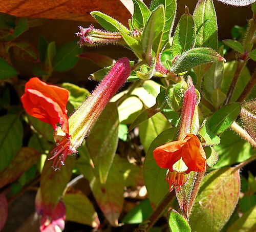 Cuphea nudicostata: Cuphea nudicostata at the University of California Botanical Garden , Berkeley, California