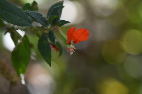 Cuphea nudicostata (Cuphea nudicostata)