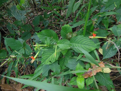Cuphea nudicostata (Cuphea nudicostata)