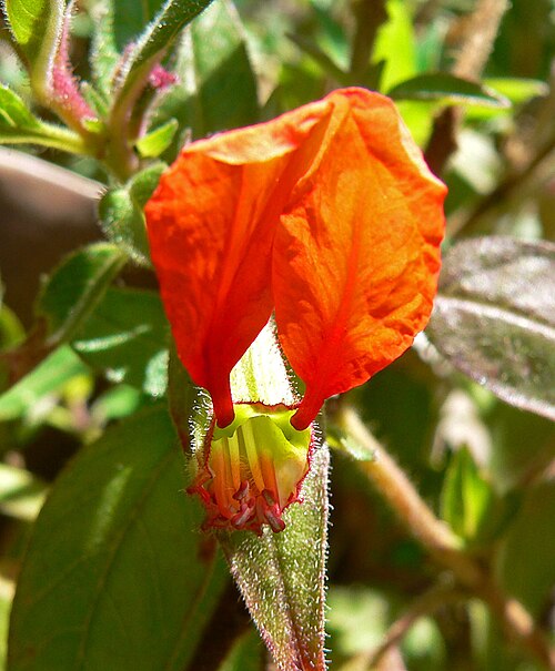 Cuphea nudicostata: Cuphea nudicostata at the University of California Botanical Garden , Berkeley, California