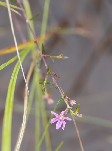 Cuphea odonellii (Cuphea odonellii)