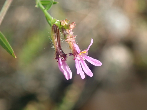 Cuphea odonellii (Cuphea odonellii)