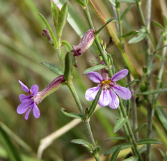 Cuphea odonellii (Cuphea odonellii)
