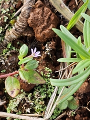 Island waxweed (Cuphea parsonsia)