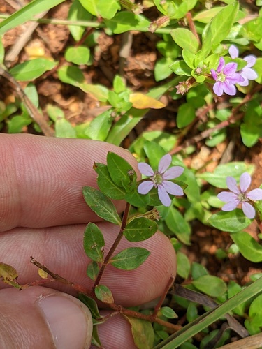 Island waxweed (Cuphea parsonsia)