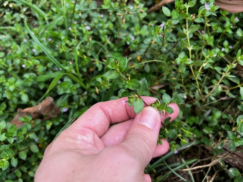 Island waxweed (Cuphea parsonsia)