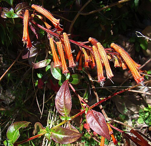 Cuphea pinetorum: UC Berkeley Botanical Gardens. In context at www.dixpix.ca/meso_america/Flora/evenprim/index.html
