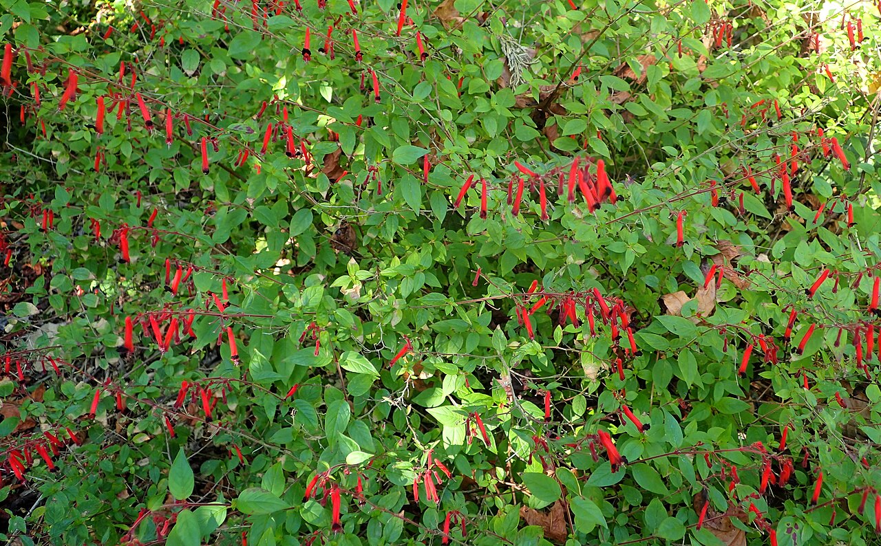 Cuphea pinetorum: Cuphea pinetorum in the San Francisco Botanical Garden