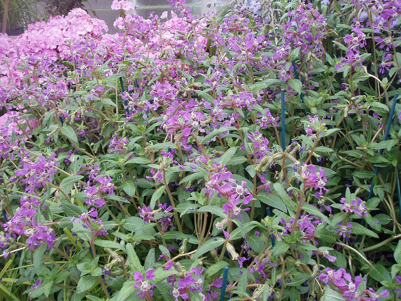 Creeping waxweed (Cuphea procumbens)