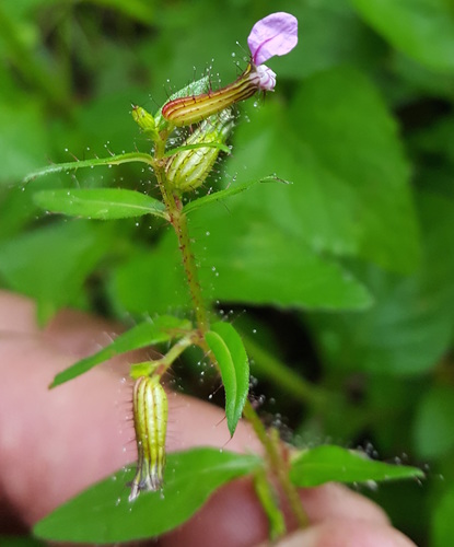 Creeping waxweed (Cuphea procumbens)