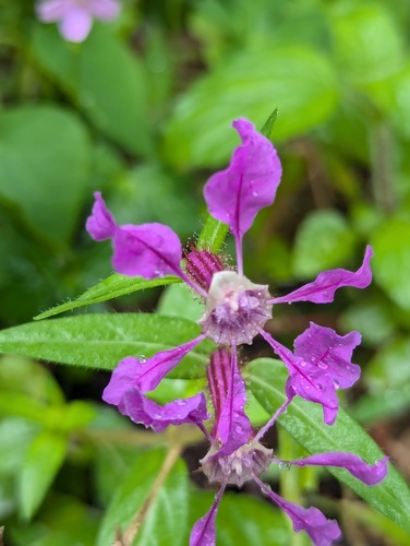 Creeping waxweed (Cuphea procumbens)