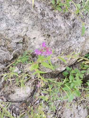 Creeping waxweed (Cuphea procumbens)