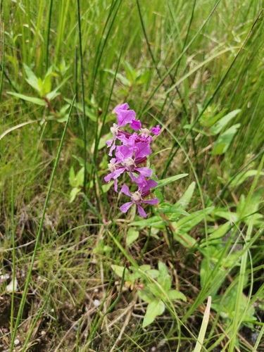 Creeping waxweed (Cuphea procumbens)