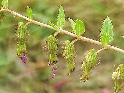 Creeping waxweed: Species : Cuphea procumbens Family : Lythraceae Image No. 1