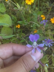 Creeping waxweed (Cuphea procumbens)