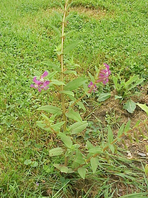 Creeping waxweed (Cuphea procumbens)