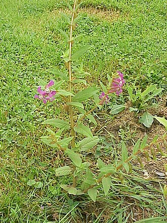Creeping waxweed (Cuphea procumbens)