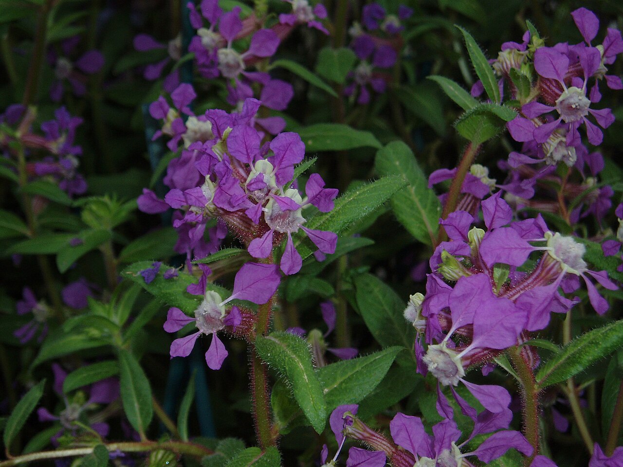Creeping waxweed (Cuphea procumbens)