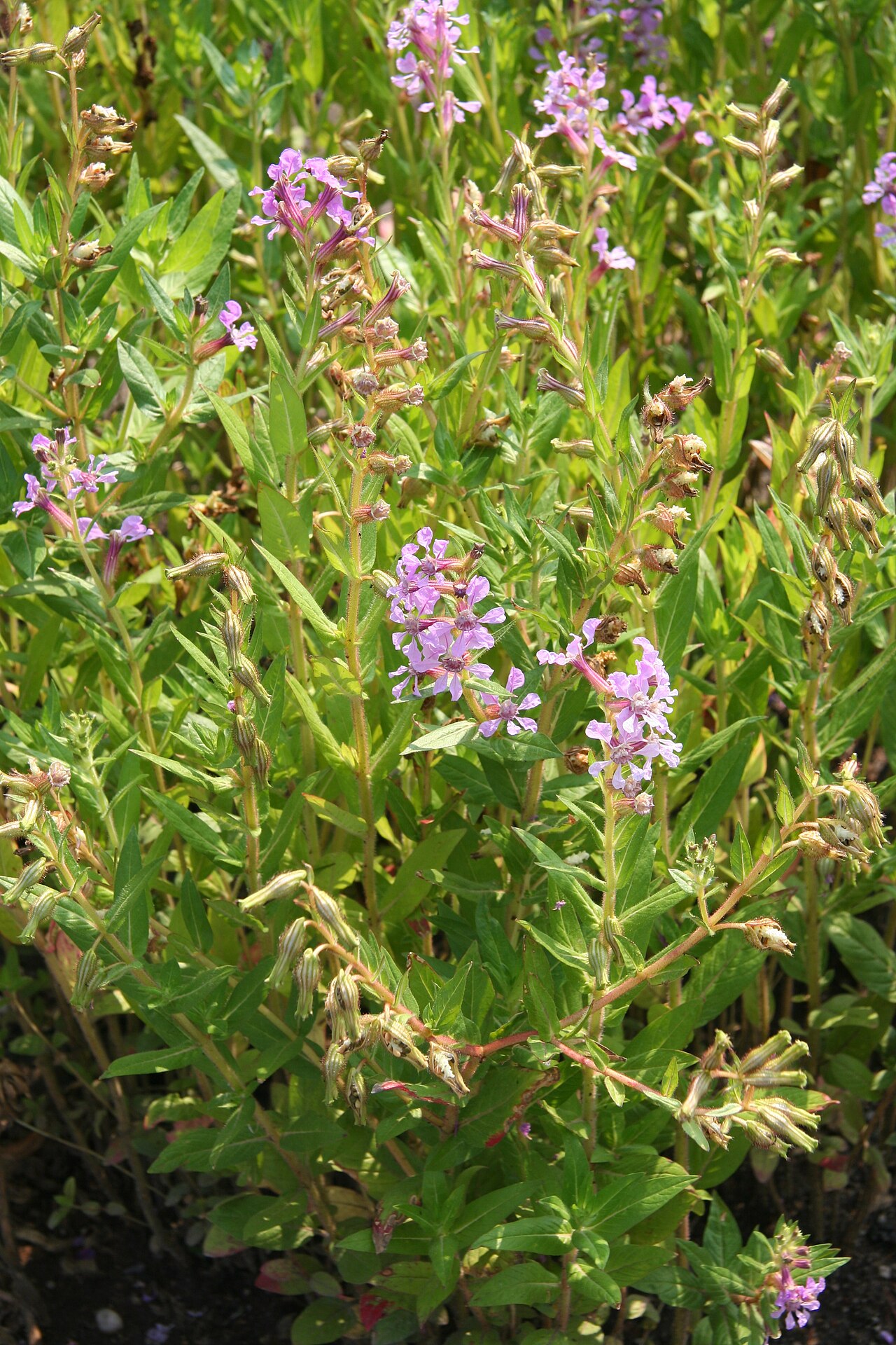 Creeping waxweed: Cuphea procumbens im Botanischen Garten Dresden