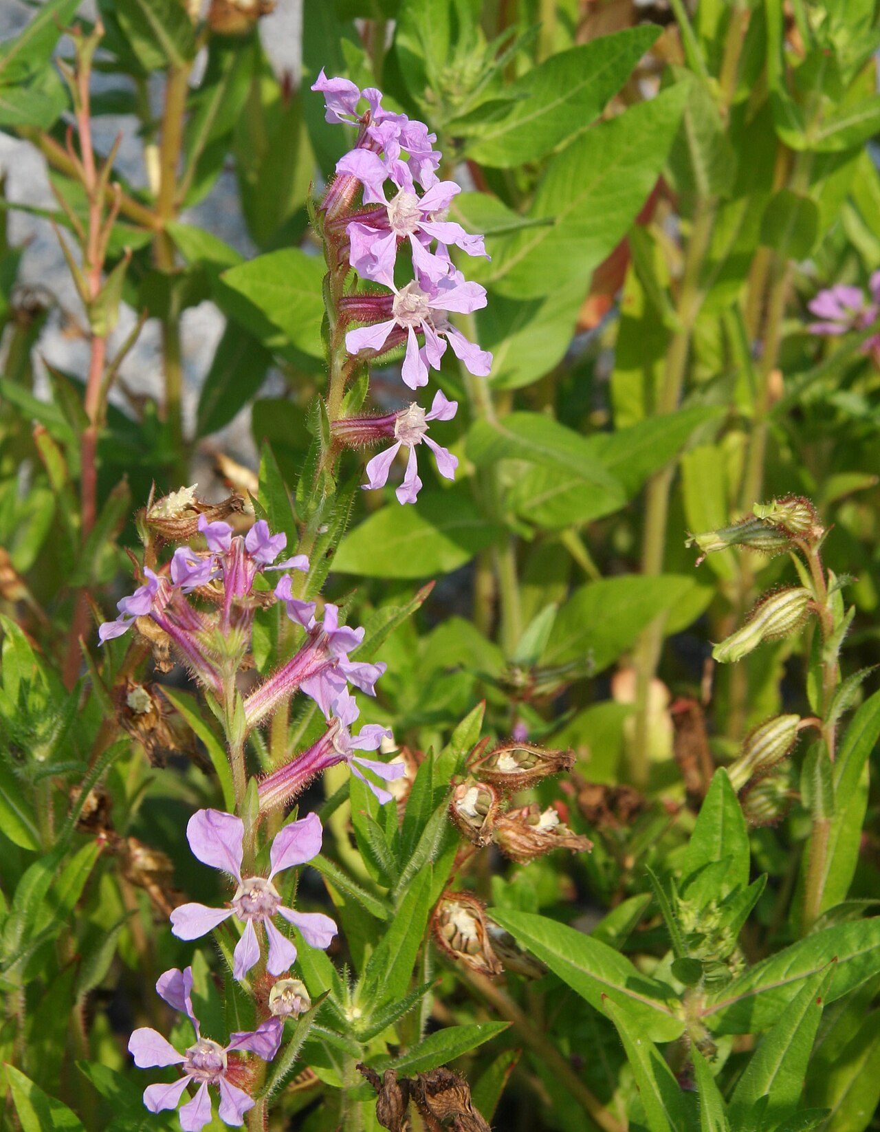Creeping waxweed: Cuphea procumbens im Botanischen Garten Dresden