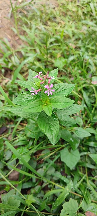 Cuphea racemosa: Cuphea racemosa in Brazil