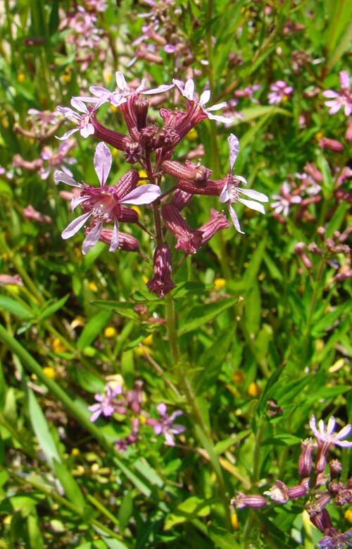 Cuphea racemosa: A swamp species widespread in the Neotropics, with names such as Siete Sangrias.