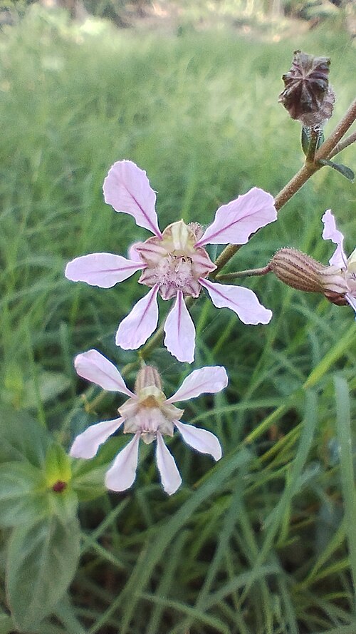 Cuphea racemosa: Cuphea racemosa in Argentina