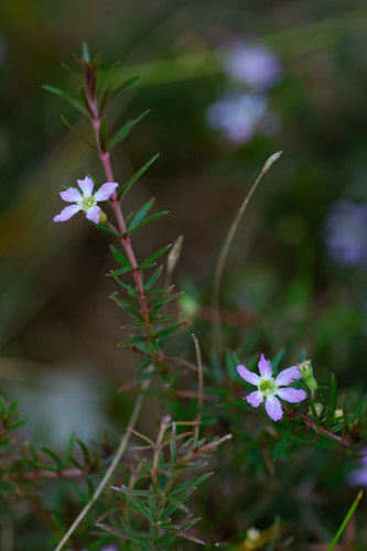 Cuphea repens (Cuphea repens)
