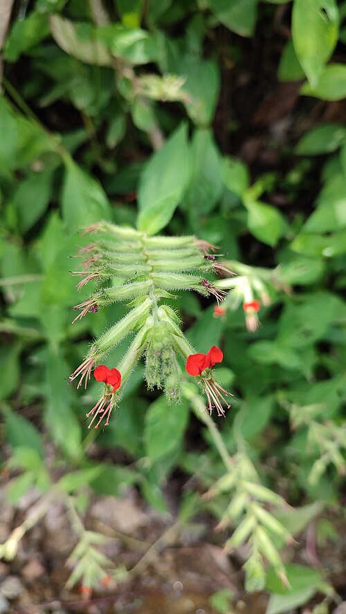 Cuphea roseana: Cuphea roseana in Mexico