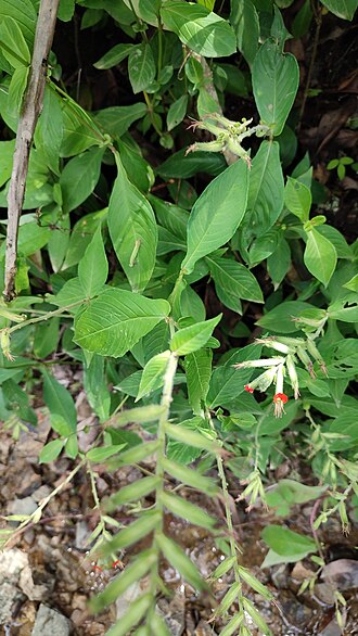 Cuphea roseana: Cuphea roseana in Mexico