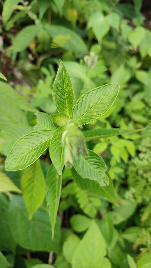 Cuphea roseana: Cuphea roseana in Mexico