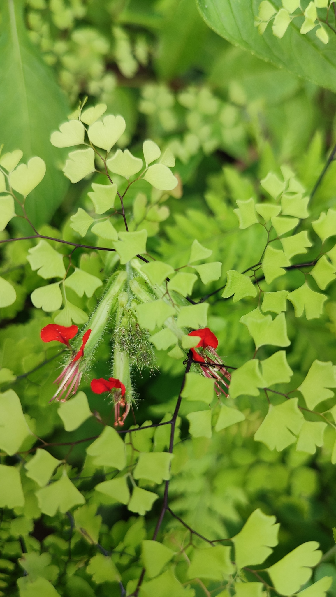 Cuphea roseana: Cuphea roseana in Mexico