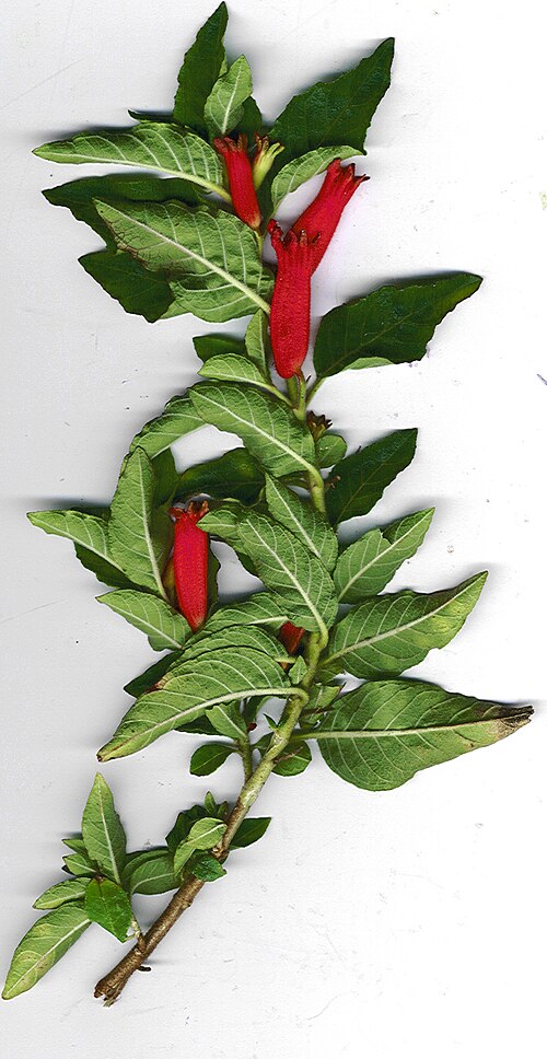Cuphea salvadorensis: Cuphea salvadorensis (branch). Location: Maui, Kula