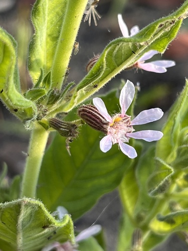 Cuphea spermacoce (Cuphea spermacoce)