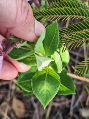 Cuphea spermacoce (Cuphea spermacoce)