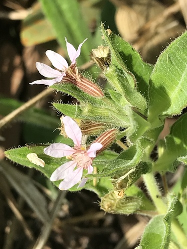 Cuphea spermacoce (Cuphea spermacoce)