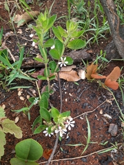 Cuphea spermacoce (Cuphea spermacoce)