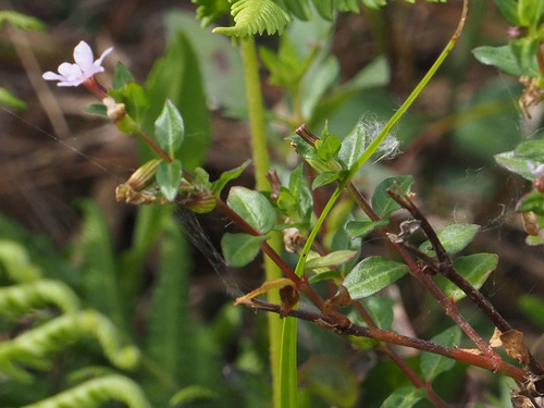 Stiffhair waxweed (Cuphea strigulosa)