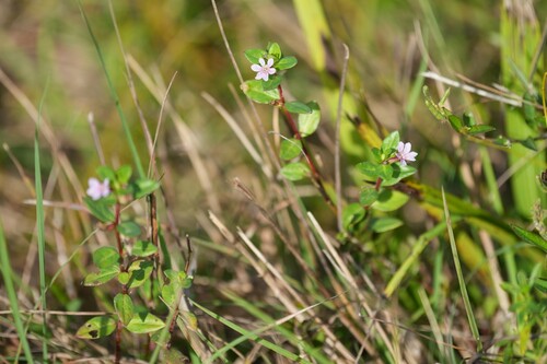 Stiffhair waxweed (Cuphea strigulosa)