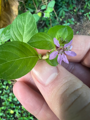 Stiffhair waxweed (Cuphea strigulosa)