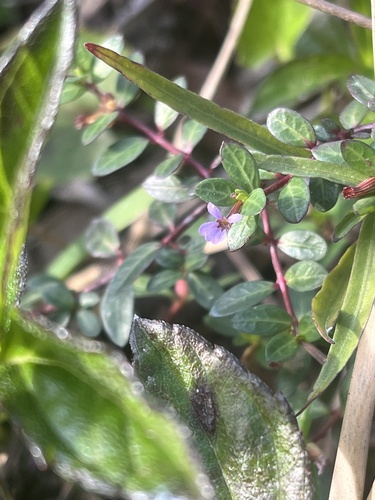 Stiffhair waxweed (Cuphea strigulosa)