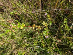 Stiffhair waxweed (Cuphea strigulosa)