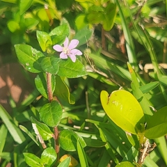 Stiffhair waxweed (Cuphea strigulosa)