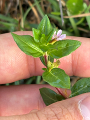 Stiffhair waxweed (Cuphea strigulosa)