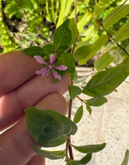 Stiffhair waxweed (Cuphea strigulosa)